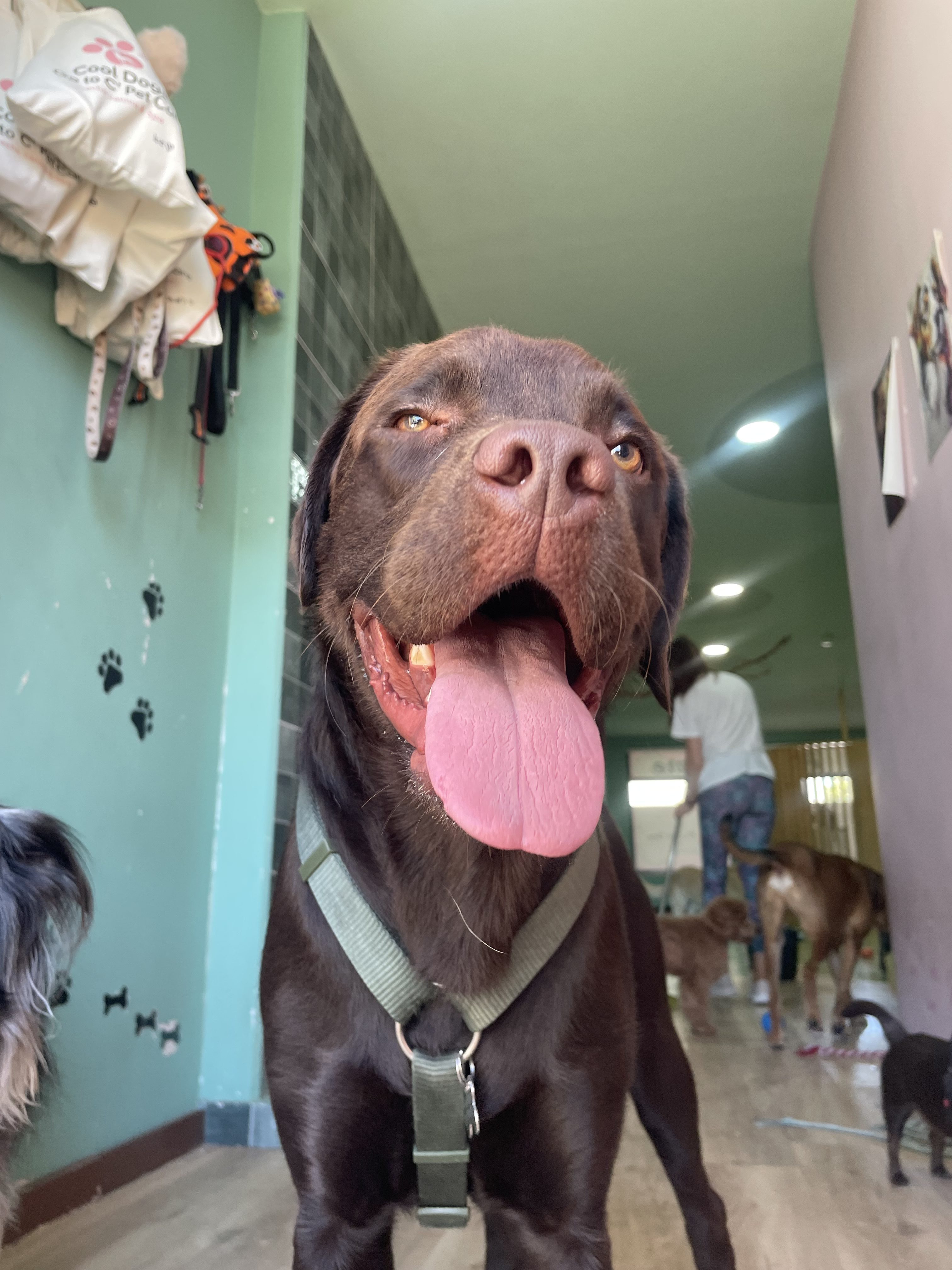 Creche Canina Porto