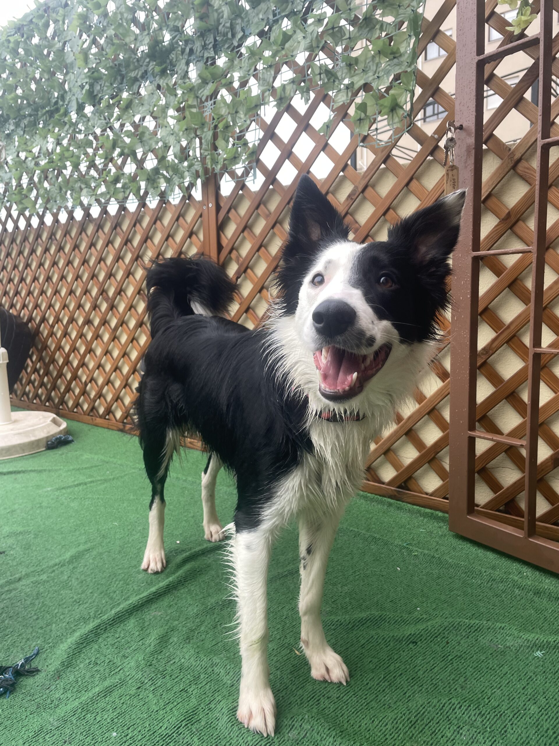 Creche para Cães Porto