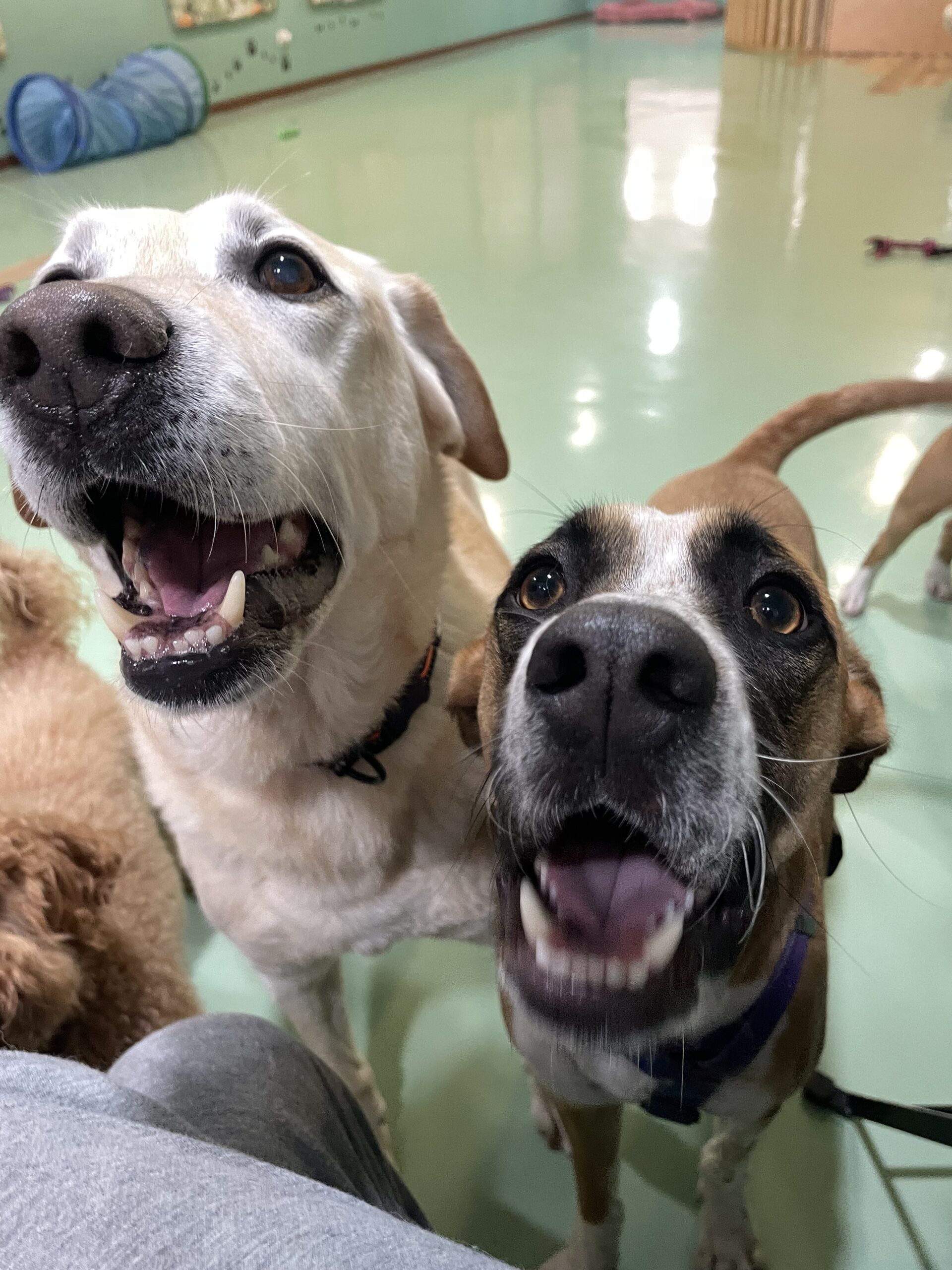 Creche para Cães Porto